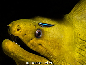 Green moray by Beate Seiler 